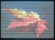 Herbst-Fotoschmuckblatt-3.jpg